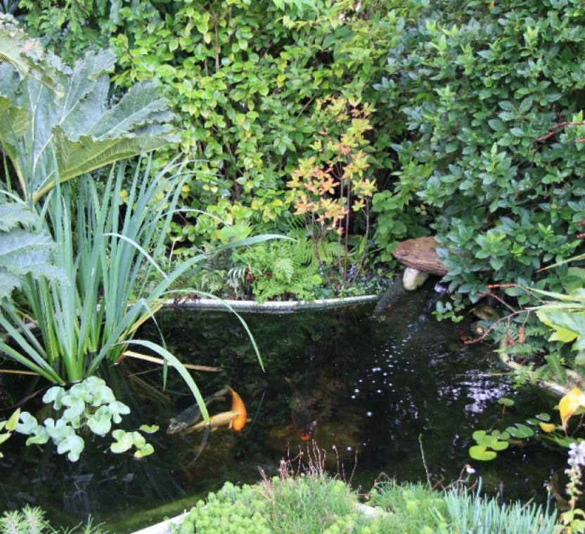 Comment redonner vie à un bassin envahi par la vase ?